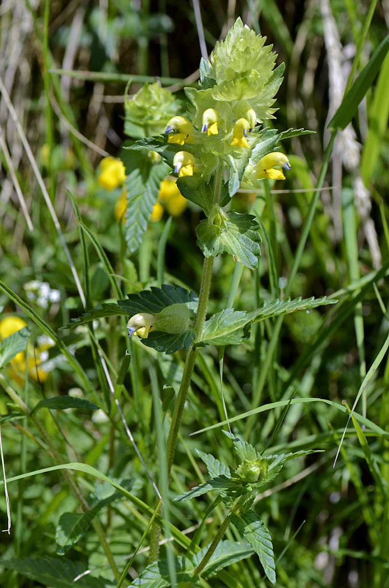 Rhinanthus alectorolophus / Cresta di gallo comune